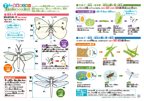 小学理科【昆虫の体のつくりと育ち方】昆虫の体（チョウ、バッタ、トンボ｜あたま・むね・はら等）、翅のはたらき、育ち方（たまご、幼虫、さなぎ、成虫） 学習ポスター＆クイズテスト＆やってみよう！