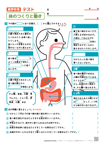 【高学年用】体のつくりと働き テスト