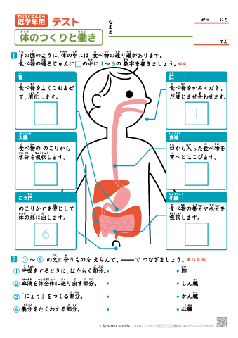 【低学年用】体のつくりと働き テスト