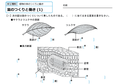 中１理科 練習問題プリント　無料ダウンロード・印刷