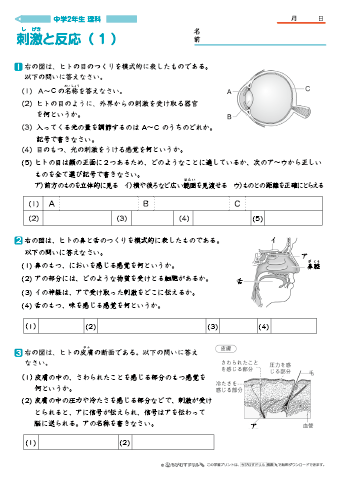 中学２年生 理科 【刺激と反応】 練習問題プリント　無料ダウンロード・印刷