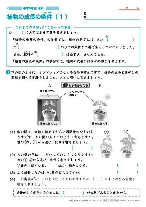 小学５年生理科 【植物の成長の条件】 問題プリント