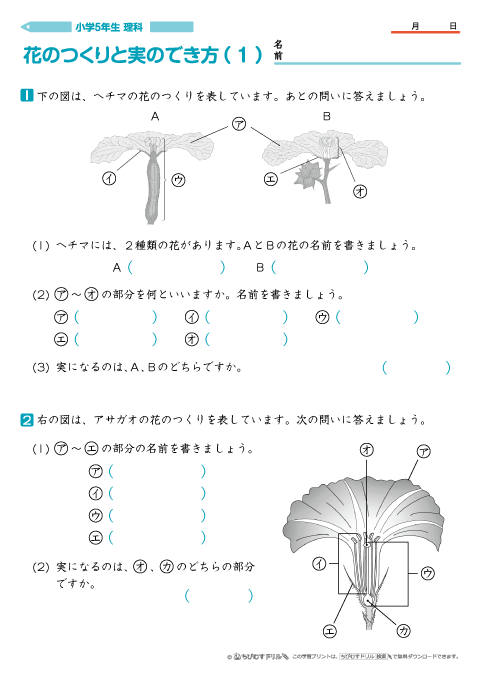 小学５年生理科 【花のつくりと実のでき方】 問題プリント