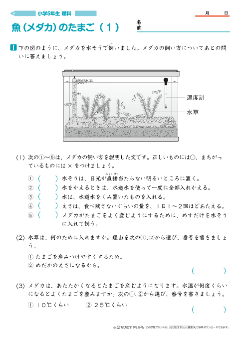 小学５年生理科 【魚（メダカ）のたまご】 問題プリント