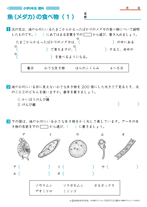 小学５年生理科 【魚（メダカ）の食べ物】 問題プリント