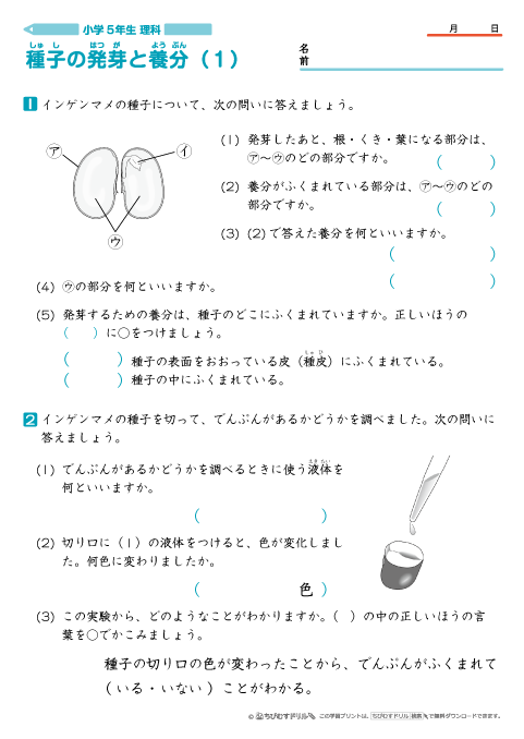 小学５年生理科 【種子の発芽と養分】 問題プリント