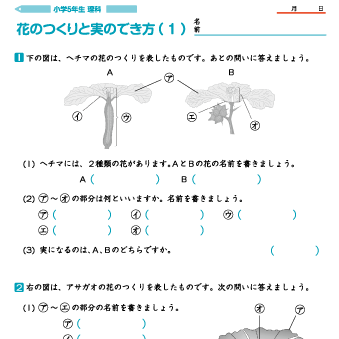 小５理科【花のつくりと実のでき方】問題プリント